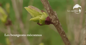 bourgeons méconnus