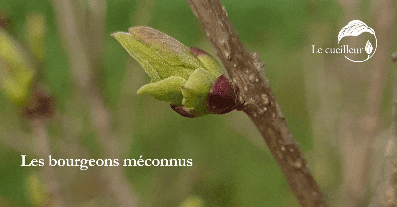 bourgeons méconnus