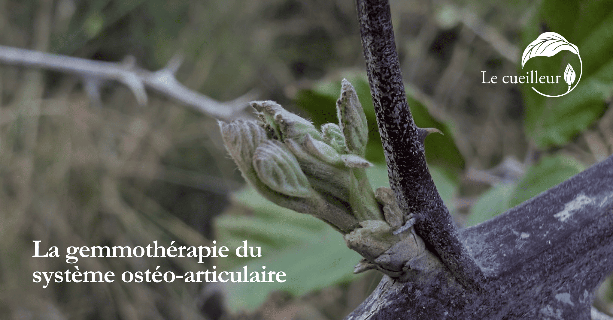 gemmothérapie ostéo-articulaire