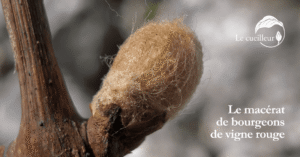 bourgeons vigne rouge