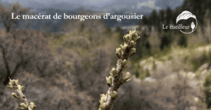 argousier